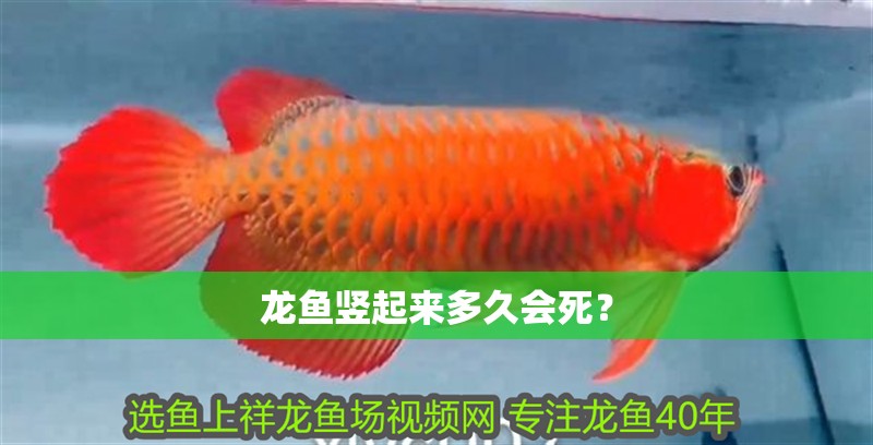 給大魚缸換水的作文:體驗給大魚缸換水的樂趣:體驗給大魚缸換水:給大魚缸換水的作文 龍魚豎起來多久會死? 龍魚百科 龍魚豎起來多久會死? 龍魚豎起來多久會死? 龍魚百科