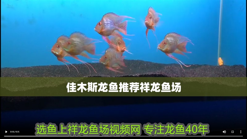 佳木斯龍魚推薦祥龍魚場