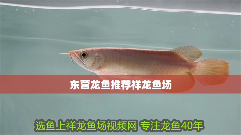 東營龍魚推薦祥龍魚場