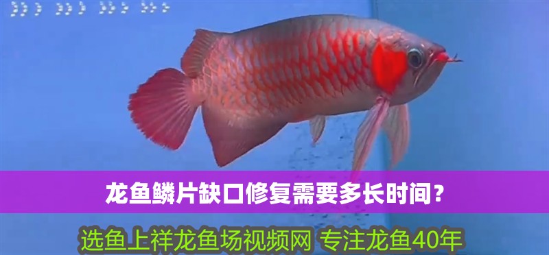紅龍魚用黃燈烤有用嗎 龍魚鱗片缺口修復需要多長時間? 龍魚百科 龍魚鱗片缺口修復需要多長時間? 龍魚鱗片缺口修復需要多長時間? 龍魚百科