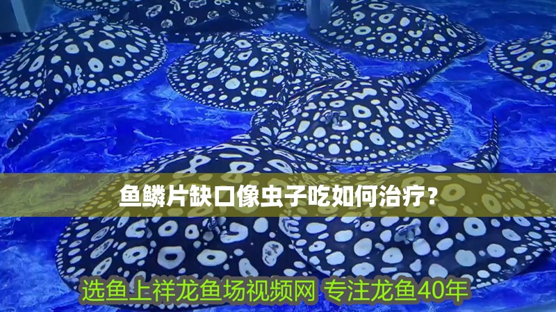 魚鱗片缺口像蟲子吃如何治療？