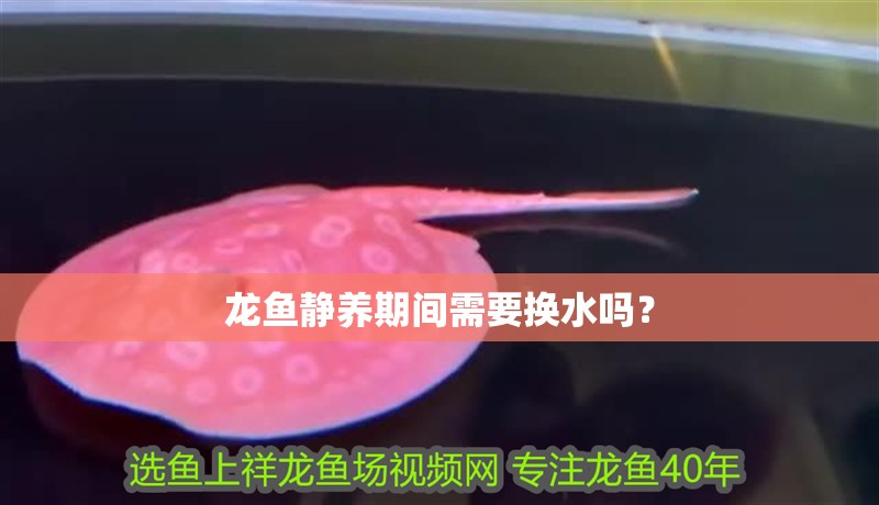 龍魚靜養期間需要換水嗎？