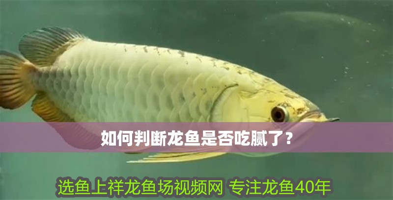 給大魚缸換水的作文:體驗給大魚缸換水的樂趣:體驗給大魚缸換水:給大魚缸換水的作文 如何判斷龍魚是否吃膩了? 龍魚百科 如何判斷龍魚是否吃膩了? 如何判斷龍魚是否吃膩了? 龍魚百科