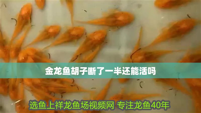 金龍魚胡子斷了一半還能活嗎 龍魚百科 第2張 金龍魚胡子斷了一半還能活嗎 金龍魚胡子斷了一半還能活嗎 龍魚百科 第2張
