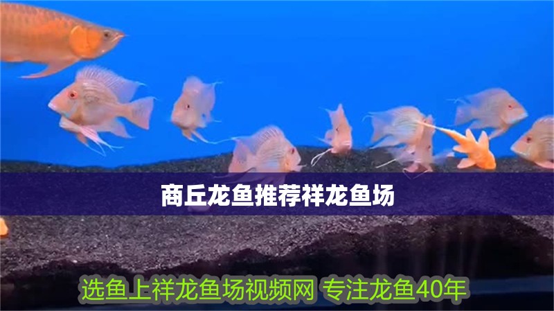 商丘龍魚推薦祥龍魚場