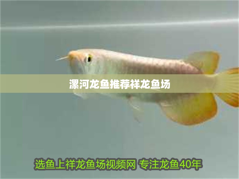 漯河龍魚推薦祥龍魚場