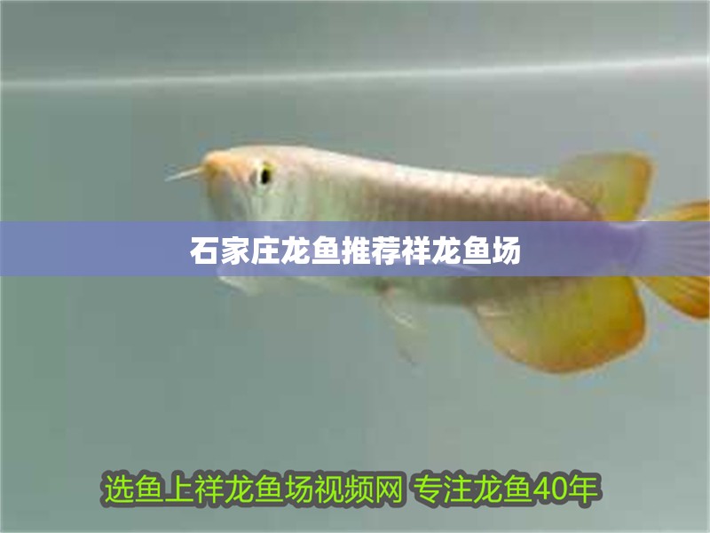 龍魚(yú)干蝦有營(yíng)養(yǎng)嗎 石家莊龍魚(yú)推薦祥龍魚(yú)場(chǎng) vs祥龍魚(yú)場(chǎng) 石家莊龍魚(yú)推薦祥龍魚(yú)場(chǎng) 石家莊龍魚(yú)推薦祥龍魚(yú)場(chǎng) vs祥龍魚(yú)場(chǎng)