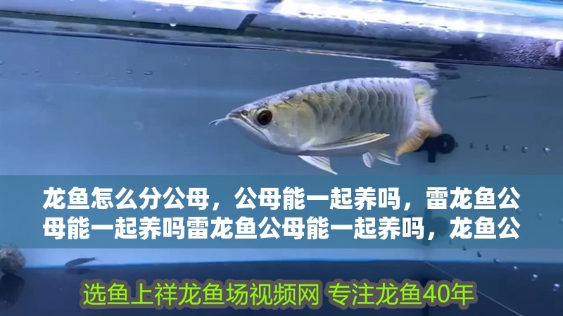 龍魚怎么分公母，公母能一起養嗎，雷龍魚公母能一起養嗎雷龍魚公母能一起養嗎，龍魚公母能一起養嗎