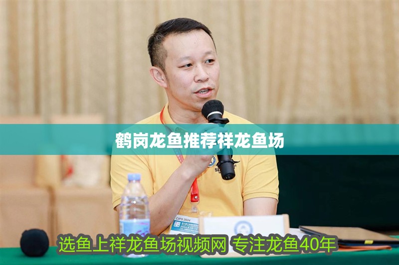 鶴崗龍魚推薦祥龍魚場