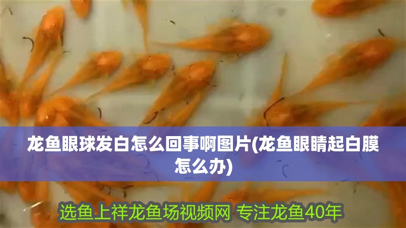 龍魚眼球發白怎么回事啊圖片(龍魚眼睛起白膜怎么辦)