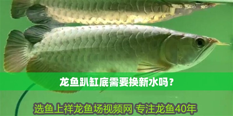 龍魚趴缸底需要換新水嗎？