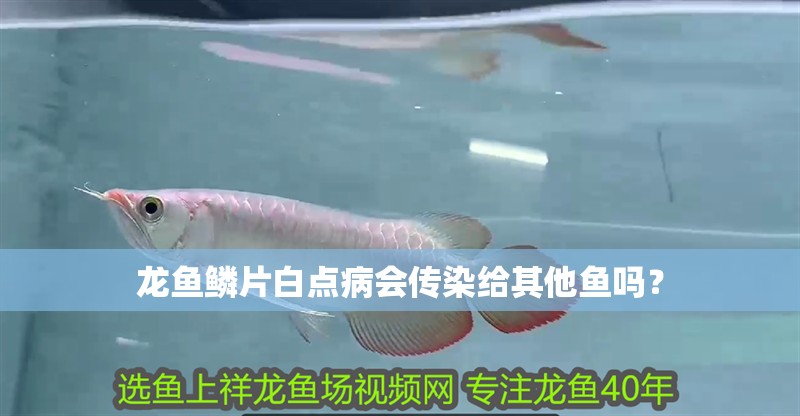 龍魚鱗片白點病會傳染給其他魚嗎？