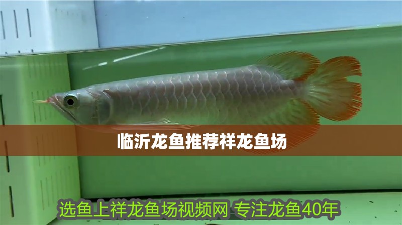 臨沂龍魚推薦祥龍魚場