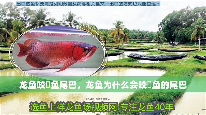 龍魚咬魟魚尾巴，龍魚為什么會(huì)咬魟魚的尾巴 龍魚咬魟魚尾巴，龍魚為什么會(huì)咬魟魚的尾巴 龍魚百科 第2張
