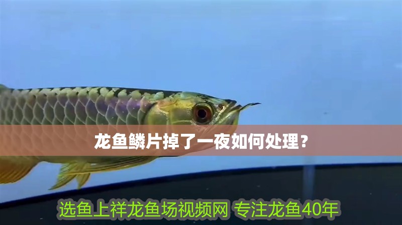 龍魚鱗片掉了一夜如何處理？