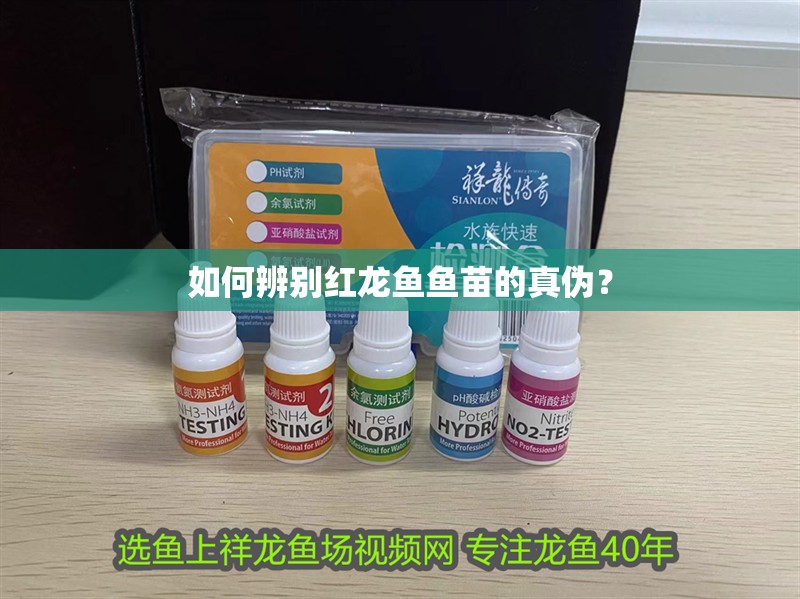 如何辨別紅龍魚魚苗的真偽？