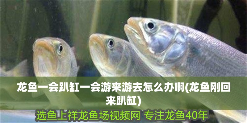 龍魚一會(huì)趴缸一會(huì)游來(lái)游去怎么辦啊(龍魚剛回來(lái)趴缸)