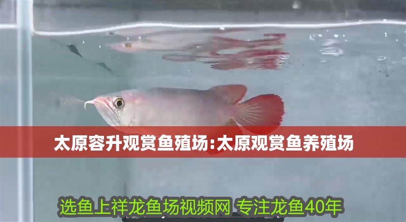 太原容升觀賞魚殖場(chǎng):太原觀賞魚養(yǎng)殖場(chǎng)