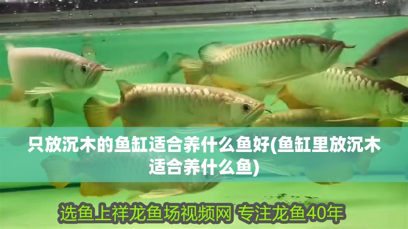 只放沉木的魚缸適合養(yǎng)什么魚好(魚缸里放沉木適合養(yǎng)什么魚)