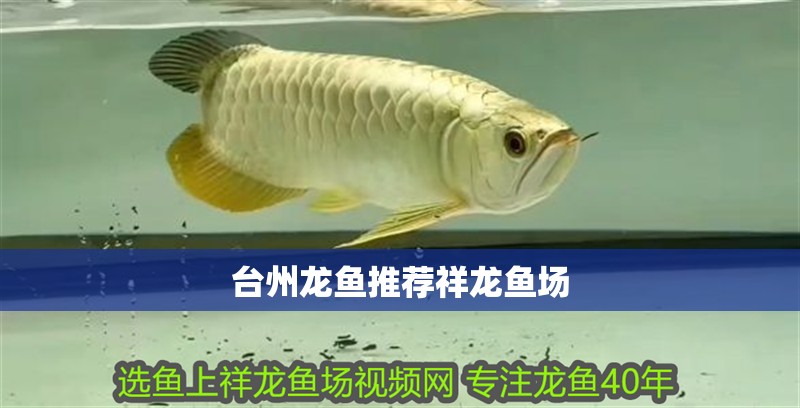 臺州龍魚推薦祥龍魚場