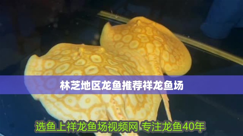 林芝地區(qū)龍魚推薦祥龍魚場
