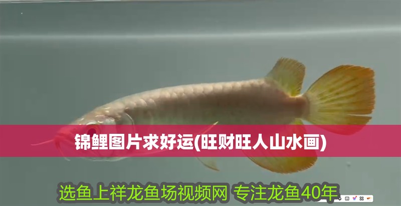 錦鯉圖片求好運(yùn)(旺財(cái)旺人山水畫)