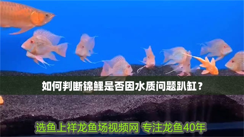 如何判斷錦鯉是否因水質問題趴缸？