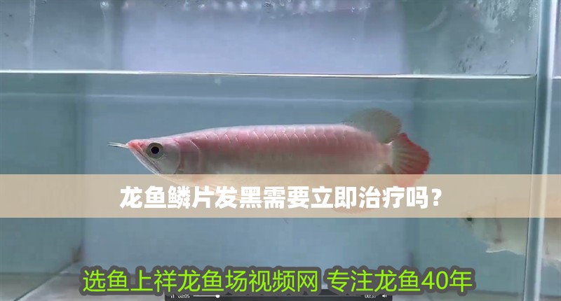 龍魚鱗片發黑需要立即治療嗎？