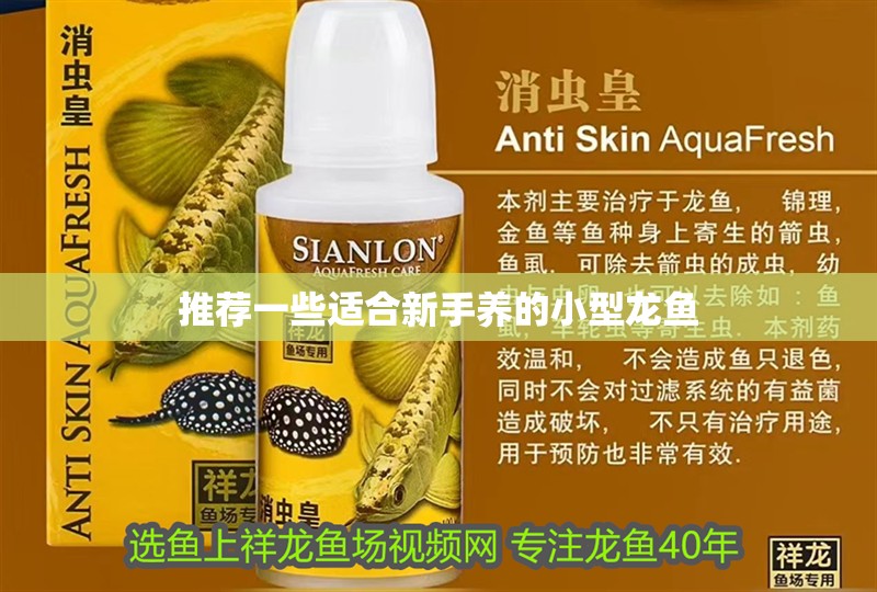 推薦一些適合新手養(yǎng)的小型龍魚(yú)