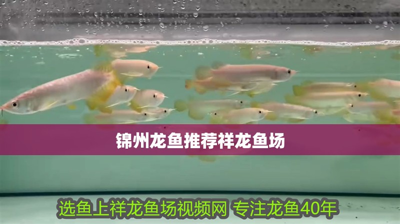 錦州龍魚推薦祥龍魚場