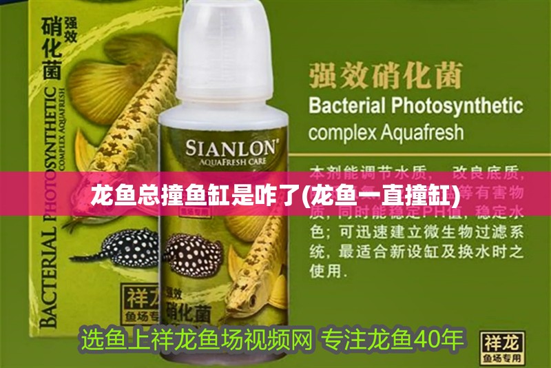 龍魚總撞魚缸是咋了(龍魚一直撞缸)