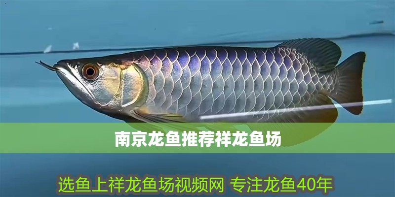 南京龍魚推薦祥龍魚場