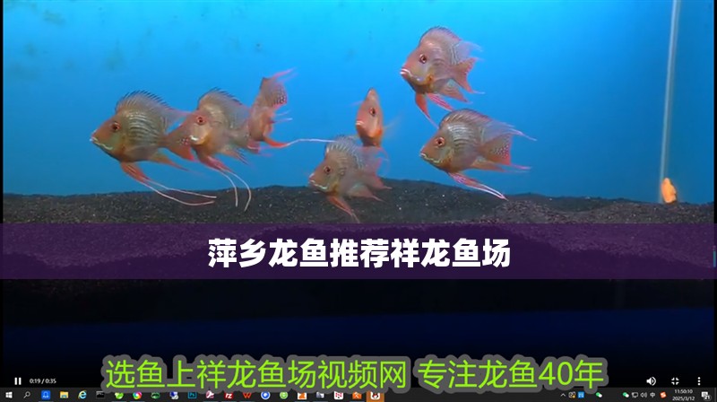 萍鄉龍魚推薦祥龍魚場