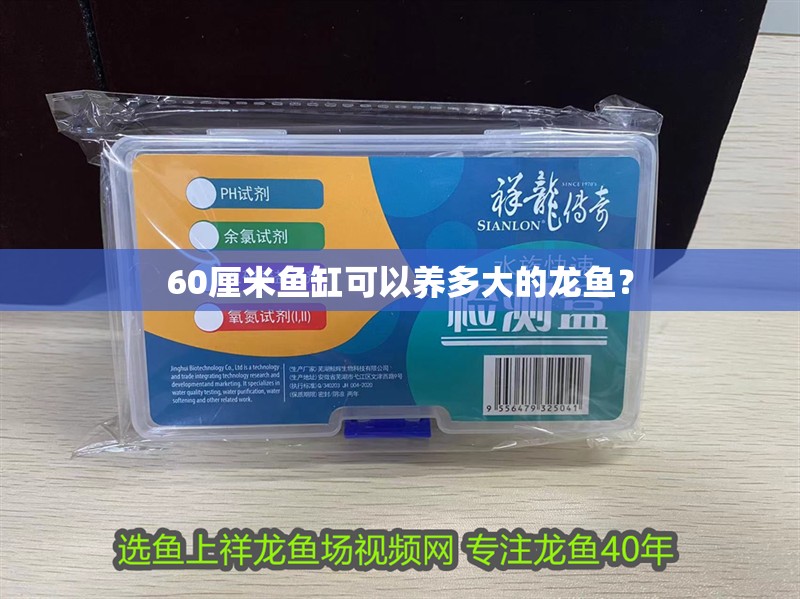 60厘米魚缸可以養(yǎng)多大的龍魚？