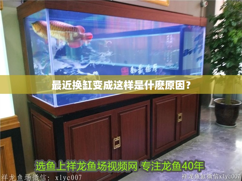 最近換缸變成這樣是什麼原因？