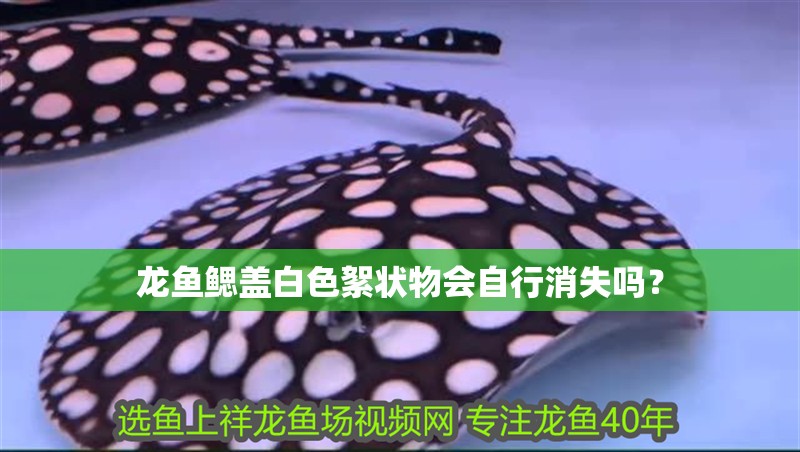 龍魚鰓蓋白色絮狀物會自行消失嗎？