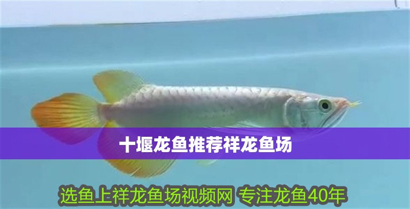 <strong><mark>十堰</mark></strong>龍魚推薦祥龍魚場