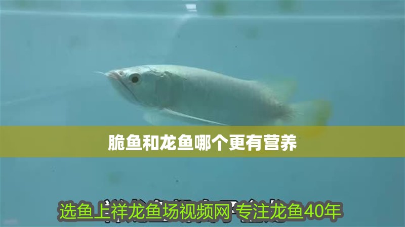 脆魚(yú)和龍魚(yú)哪個(gè)更有營(yíng)養(yǎng)