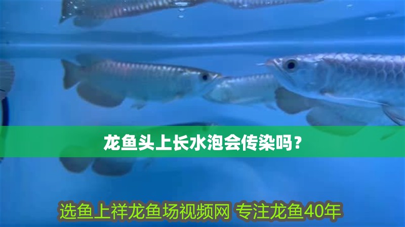 龍魚頭上長水泡會傳染嗎？