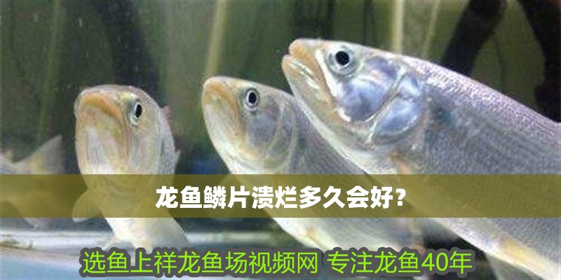 龍魚鱗片潰爛多久會好？