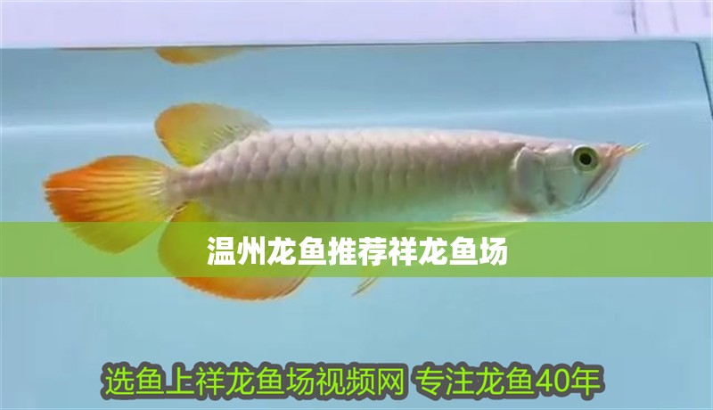 溫州龍魚推薦祥龍魚場