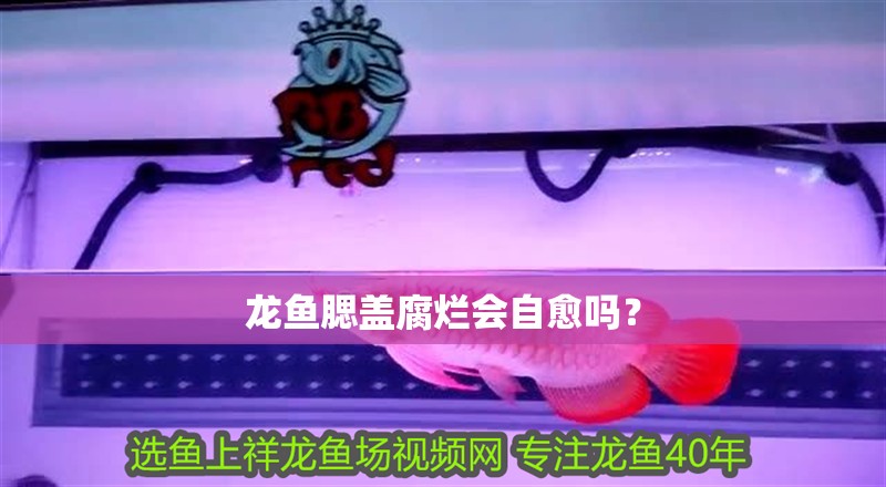 龍魚腮蓋腐爛會自愈嗎？