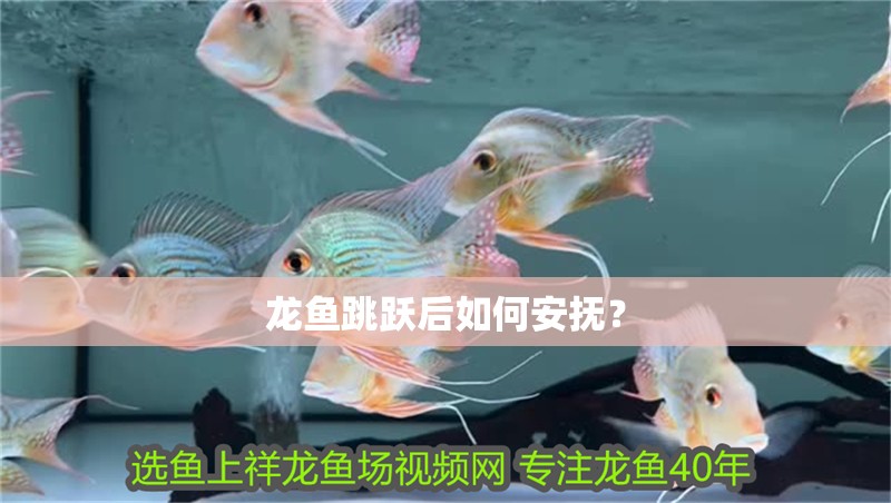 龍魚跳躍后如何安撫？