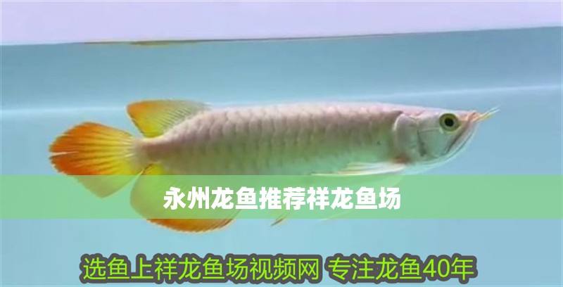 永州龍魚推薦祥龍魚場