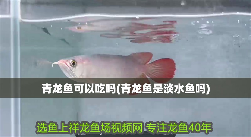 青龍魚可以吃嗎(青龍魚是淡水魚嗎)
