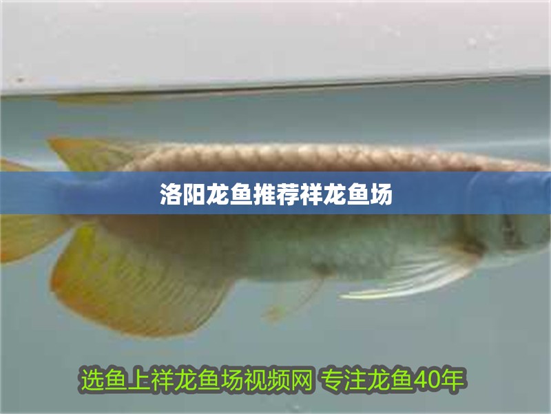 洛陽龍魚推薦祥龍魚場 洛陽龍魚推薦祥龍魚場 vs祥龍魚場