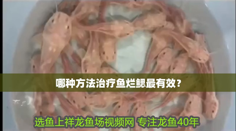 哪種方法治療魚爛鰓最有效？