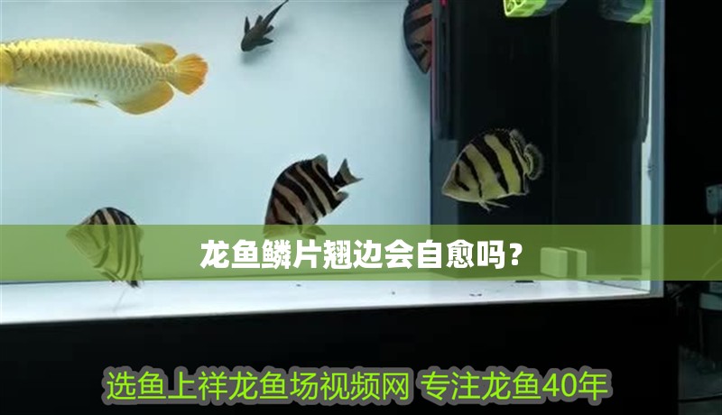 龍魚鱗片翹邊會自愈嗎？