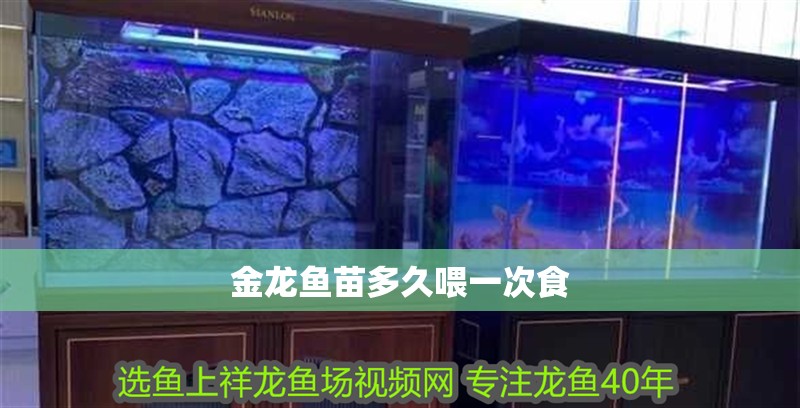 金龍魚苗多久喂一次食