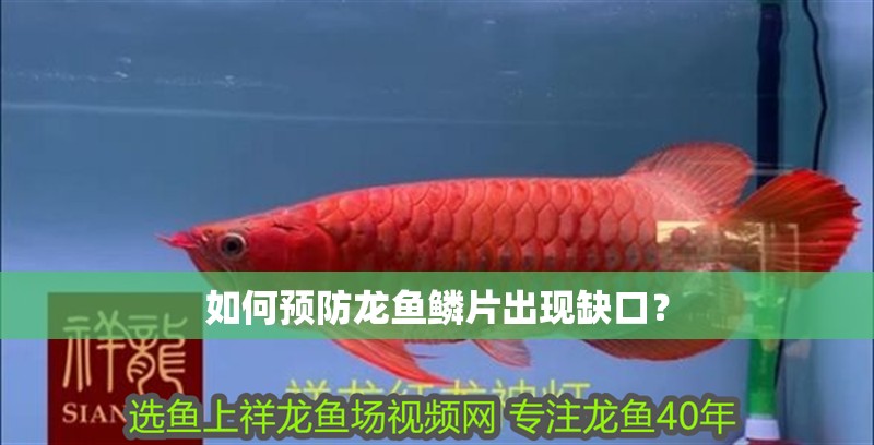 如何預防龍魚鱗片出現缺口？